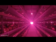 Low Malfunction Rate Poultry Feeding System Exact Control For Pullet Chicken Farming