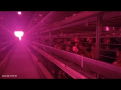 Large Space Automatic Poultry Manure Removal System For Breeder Chicken Battery Cage