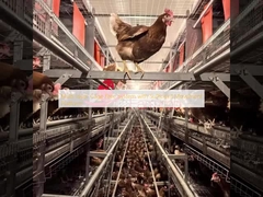 Multi-layer Cage Free System with Sufficient Movement Platform 