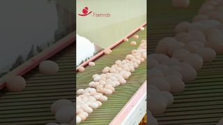 Farmrob | Stable egg collection system designed and produced by Farmrob  #poultryfarm #chicken