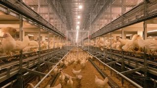 banner 2- cage-free