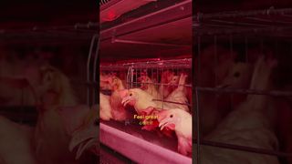 Farmrob | Chickens's happy life #poultryfarm #manufacturing #
