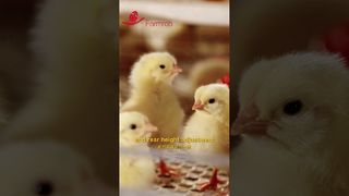 Farmrob | Automatic feeding and drinking systems for pullets #farming #manufacturing #poultryfarm
