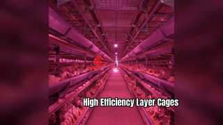 Efficient 6 to 12 Tier Layer Chicken Cage System