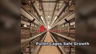 3-8 Tier Pullet Cage System Farm Automation