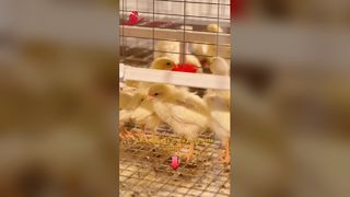 Cage for baby chicks 