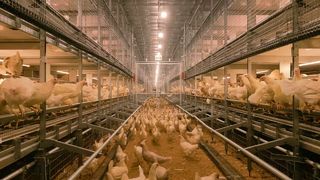 Cage-free