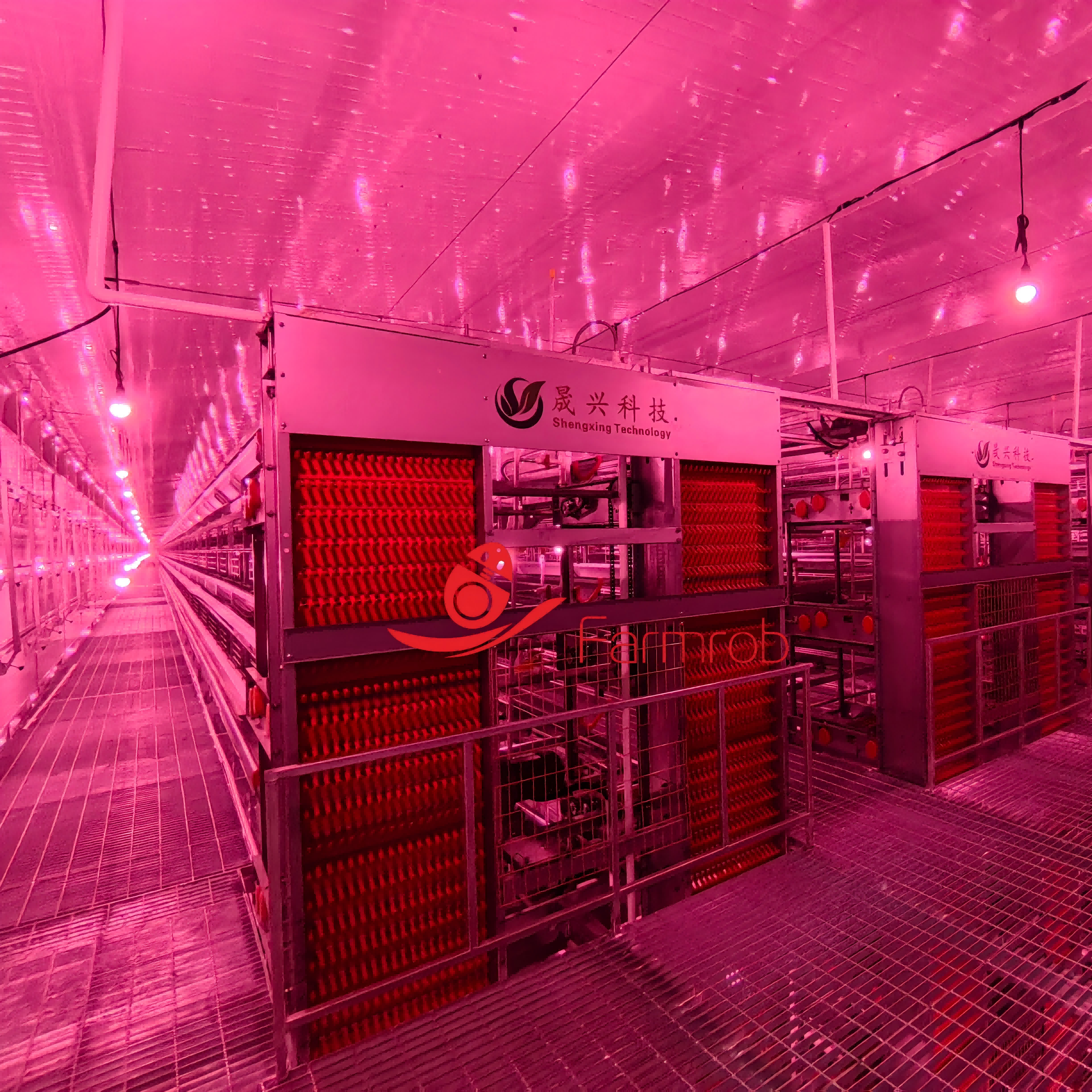 Automated Layer Chicken Cage System for Poultry Farms