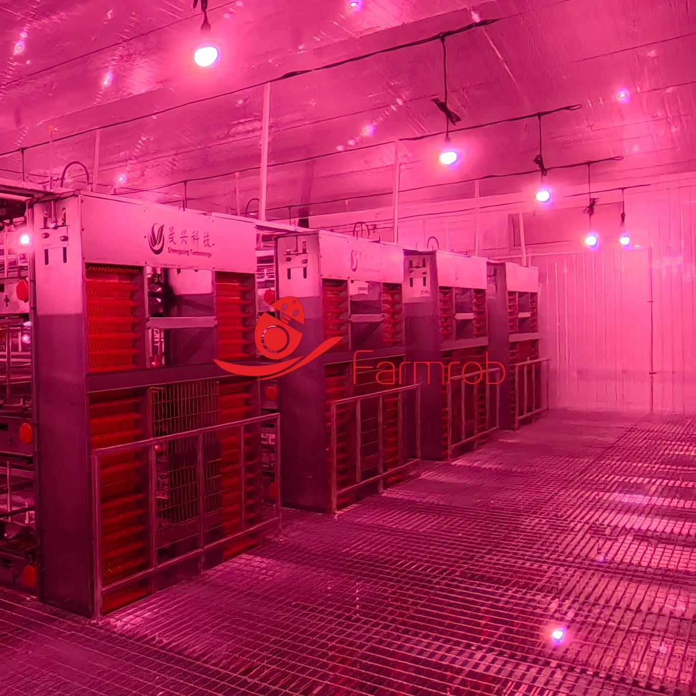 System Development Layer Chicken 70000 Layer Chicken Cage System with Automatic Features
