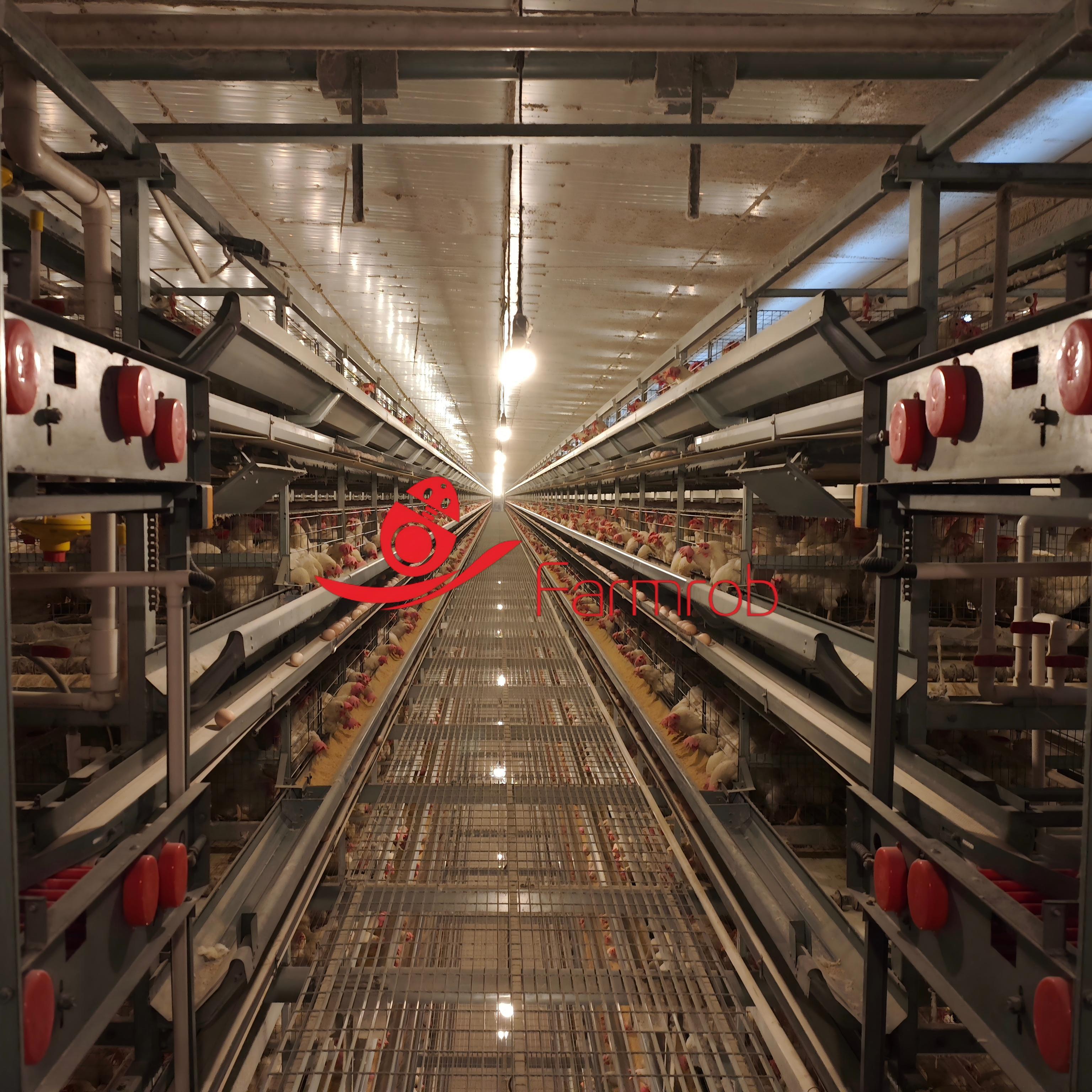 Automated Layer Chicken Cage System for Poultry Farming