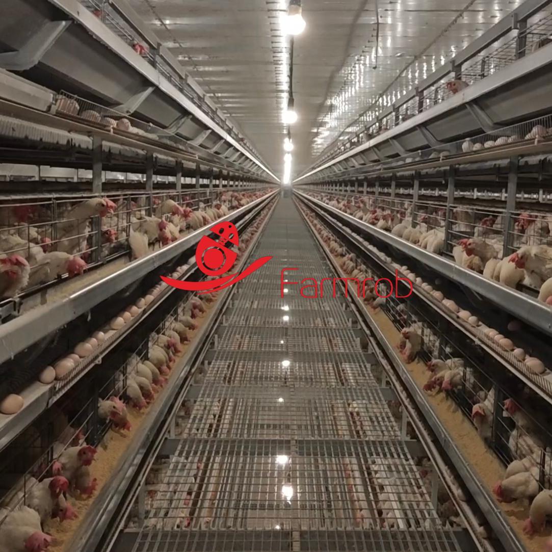 System Development Layer Chicken Automated Layer Chicken Cage System for Poultry Farms