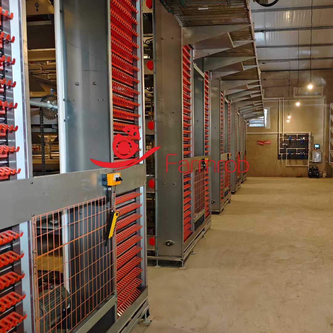 Automatic Layer Chicken Cage System for Mexico Farms
