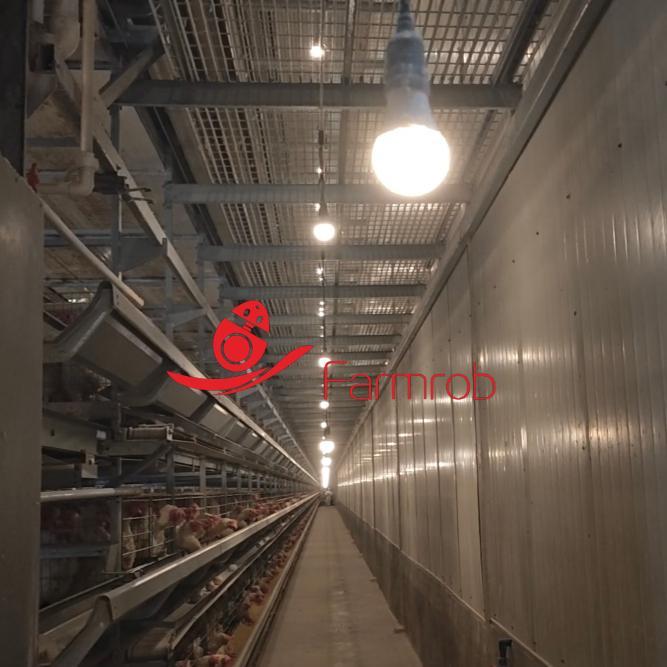 8-12 Tier Automated Layer Chicken Cage System for Poultry Farms
