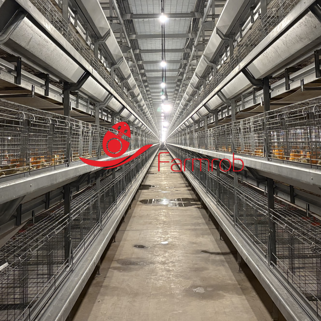 Baby Chicks Poultry Battery Cage System for High-Density Farming