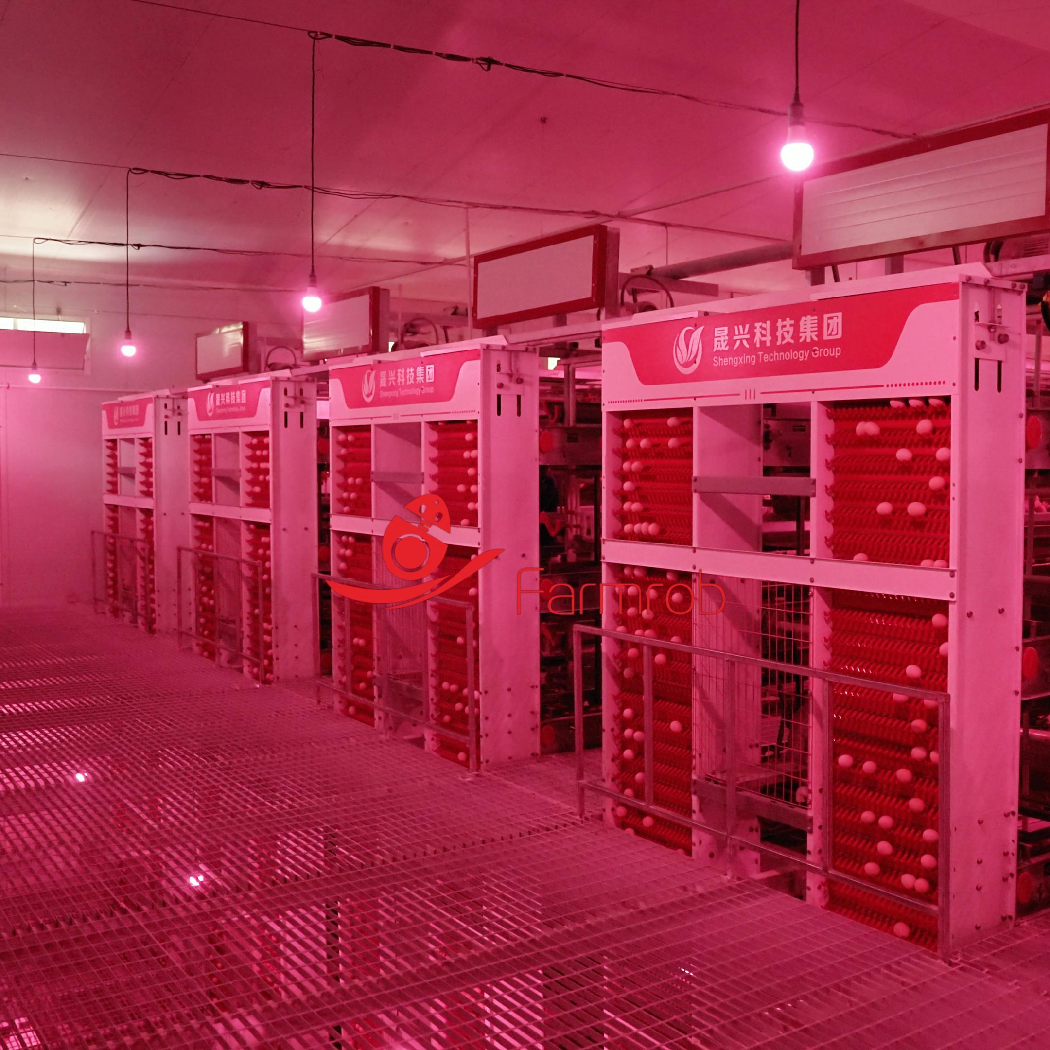 System Development Layer Chicken Automatic Layer Chicken Cage System for Thai Farms
