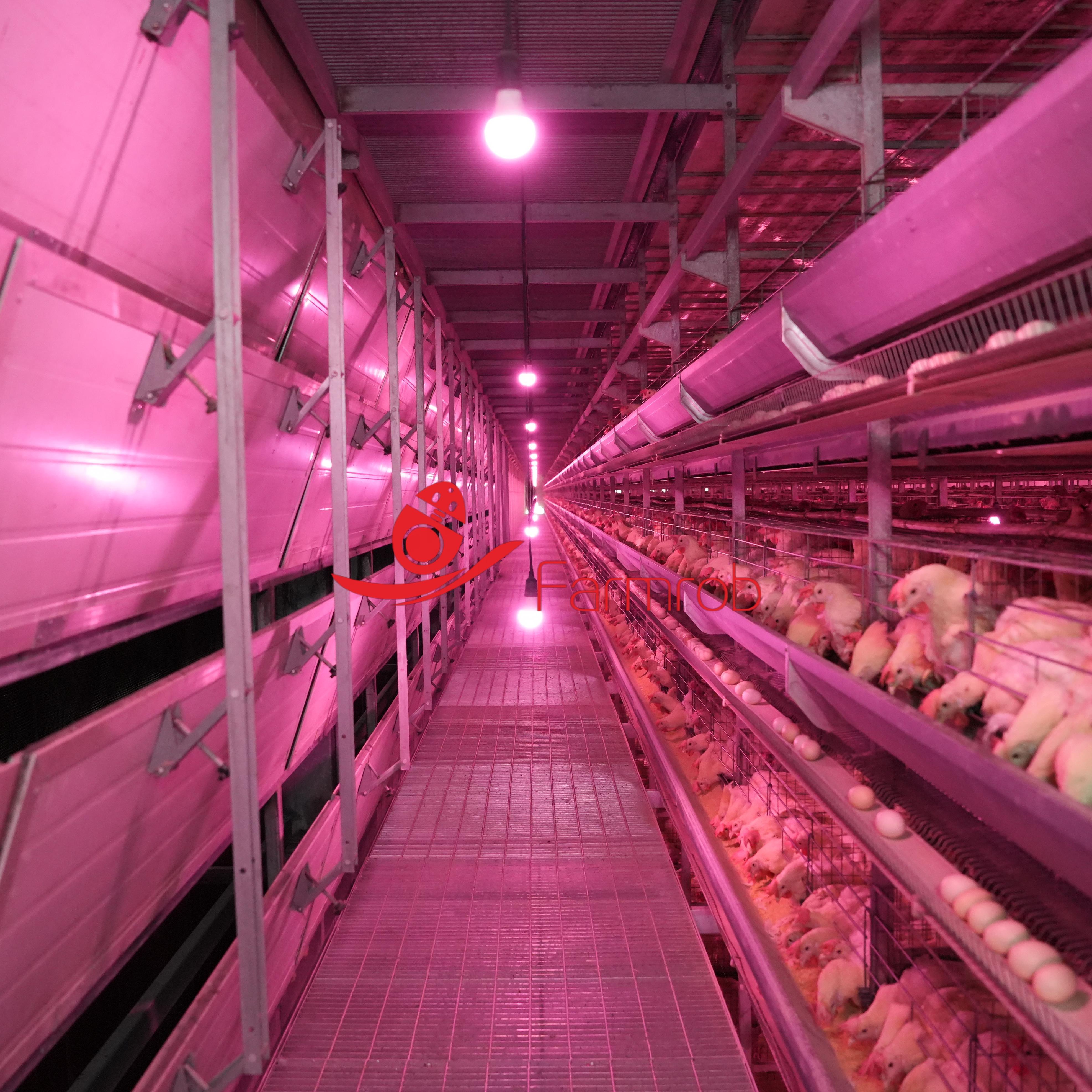 Automatic Layer Chicken Cage System | Poultry Equipment Supplier