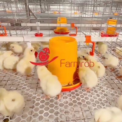 Poultry Battery Cage System for Baby Chicks - Farmrob