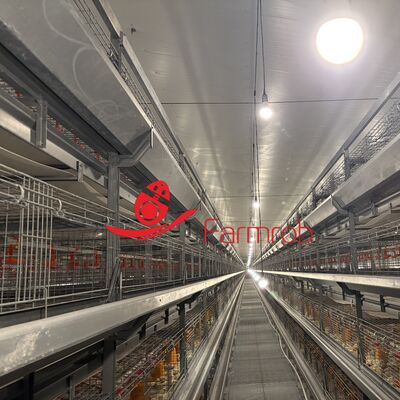 Automatic Feeding and Watering for Pullet Poultry Battery Cage System with Comfortable Environment
