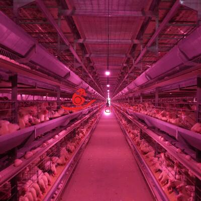 Automatic Layer Chicken Cage System | Poultry Equipment Supplier
